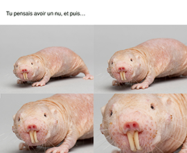 4molerats